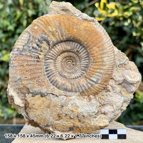 Stephanoceras fossil ammonite