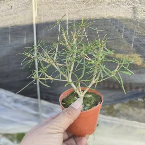 15cm succulent cactus plant - 15cm,