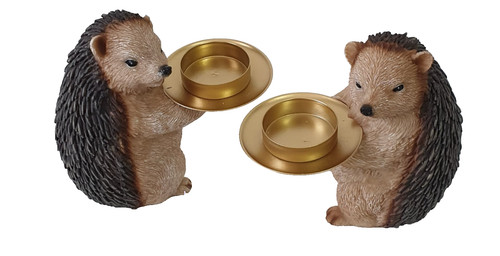 Home reflections hedgehog - reflections, 2