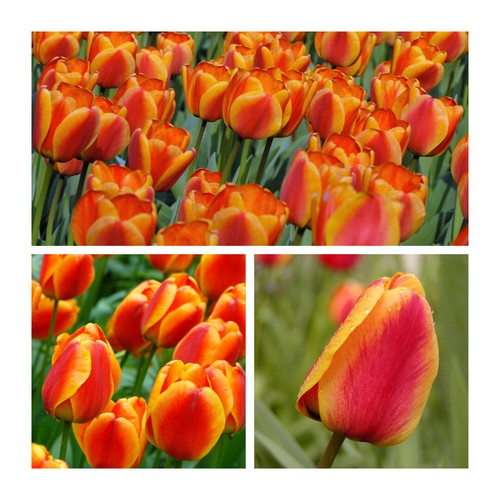 Darwin hybrid tulip - darwin,