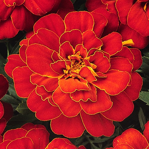 Marigold french durango red - marigold,