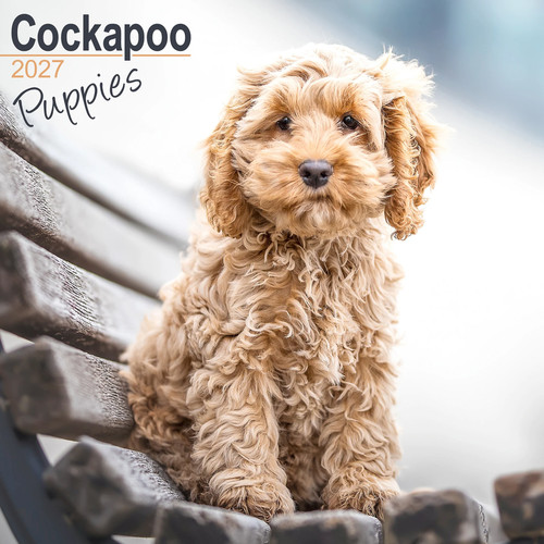 Cockapoo puppies 2027 calendar - puppies,