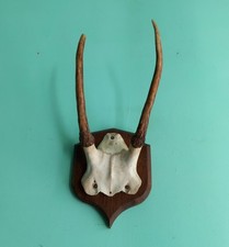 Vintage Roe Deer Skull Cap &