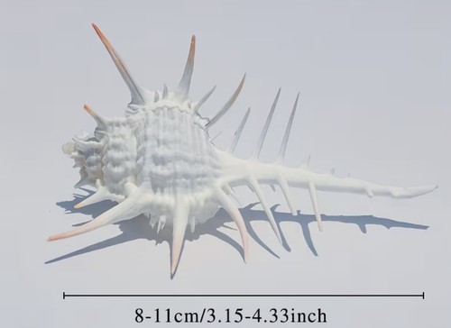 Natural long spined sea - long-spined,