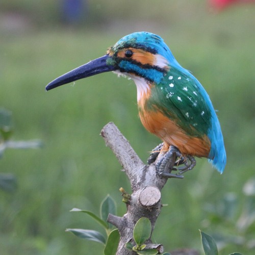 Plastic kingfisher birds model - plastic,