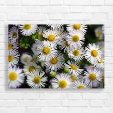 Vibrant Daisy Flower Canvas
