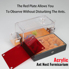 Acrylic ant nest formicarium - ant,