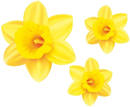 Daffodil spring flower - spring,