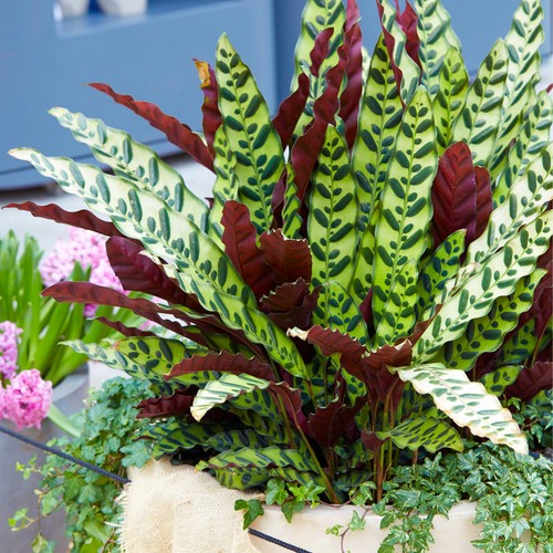 Rattlesnake plant for home - rattlesnake,
