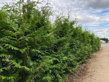 Pallet 20x 6ft thuja - pallet, 5–6ft