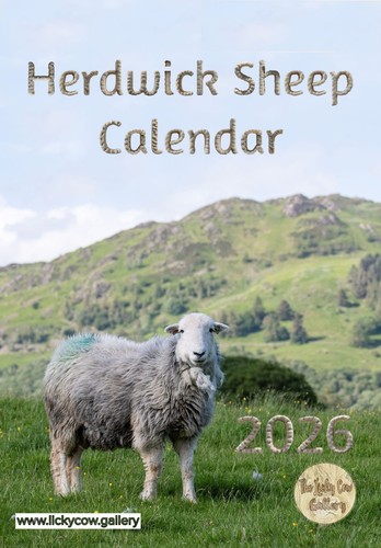 Herdwick sheep wall calendar - herdwick,