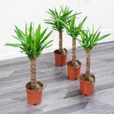 Yucca Palm Evergreen Plant