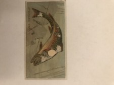 N74 Duke's Cigarettes -