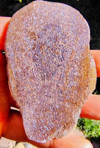 Utah dinosaur gembone - dinosaur,