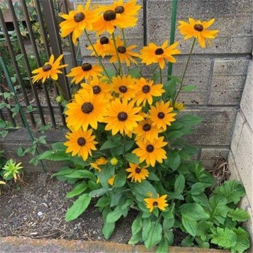 Rudbeckia marmalade seeds - rudbeckia,