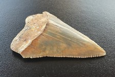 Fossilized  Great White Shark  Tooth