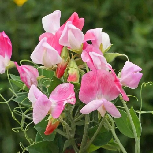 Pick mix premium scented - &,
