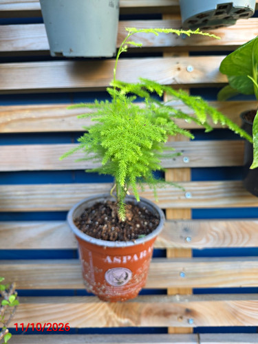 Asparagus fern live potted - live,