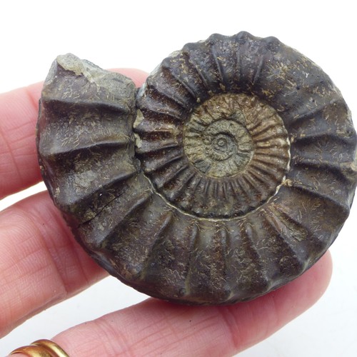 Jurassic fossil ammonite - jurassic,