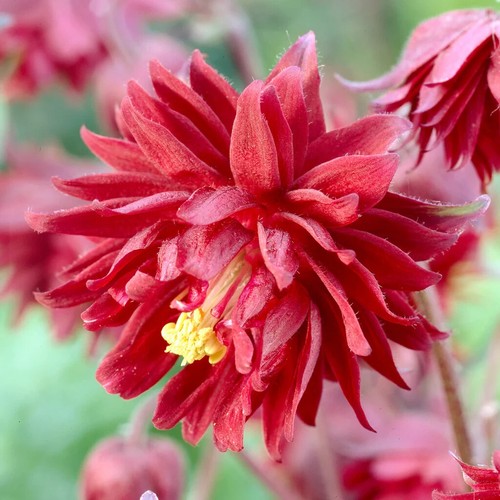 Aquilegia ruby port - aquilegia,