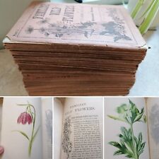 FAMILIAR WILD FLOWERS - HULME