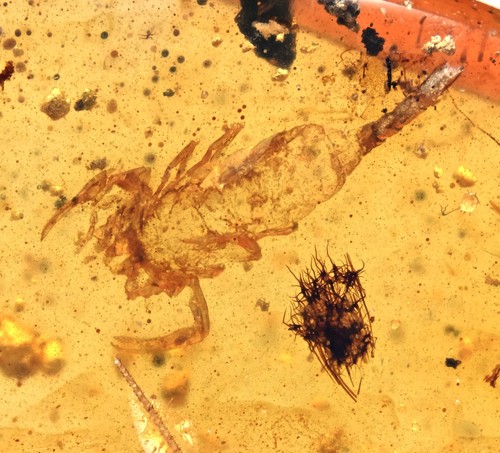 Rare scorpion fossil inclusion - fossil,