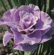 Iris sibirica pink - sibirica, parfait