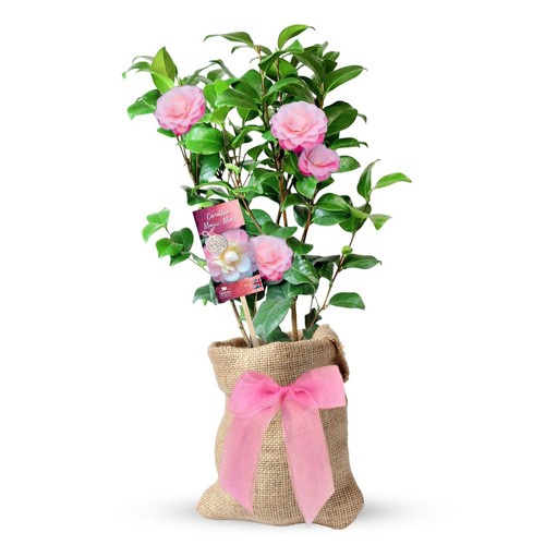 Magic mum pink - pink, camellia