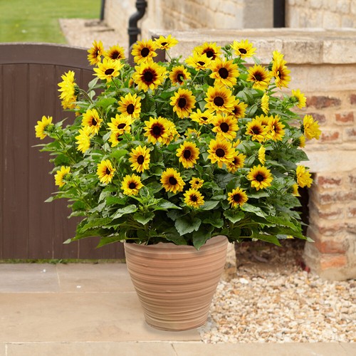 Sunflower plant sunbelievable - sunflower,