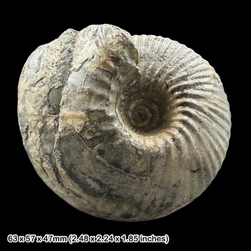 Cadoceras ammonite fossil - cadoceras,