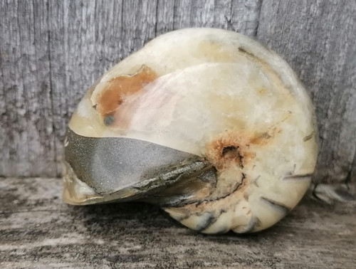 Polished fossilised nautilus - polished,