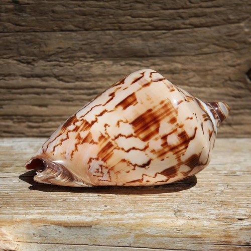 Noble volute seashell 12 - |, cm