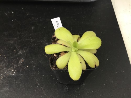Pinguicula agnata - pinguicula,