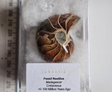 LARGE POLISHED FOSSIL NAUTILUS