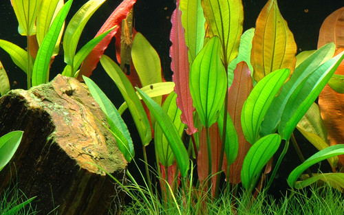 Amazon sword tropical - sword,
