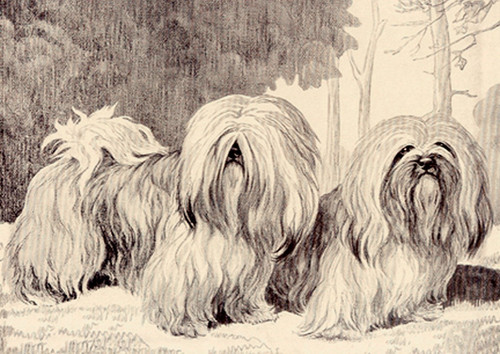 Lhasa apso dog - dog, greeting