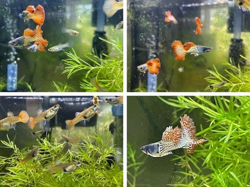 Red metal lace guppy breeders - red,