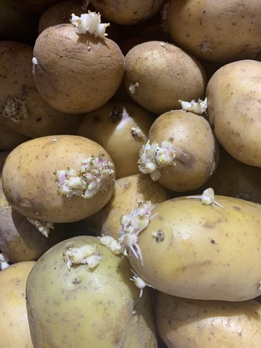 Maris piper organic potato - organic,
