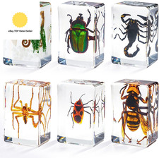 Insect in Resin Specimen, Bugs