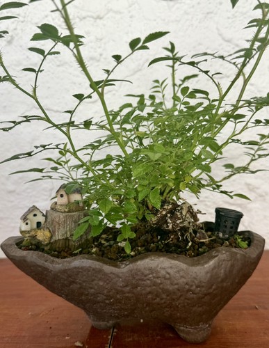 Bonsai miniature chinese - bonsai,