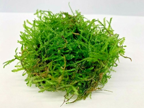 Spiky moss live - spiky,
