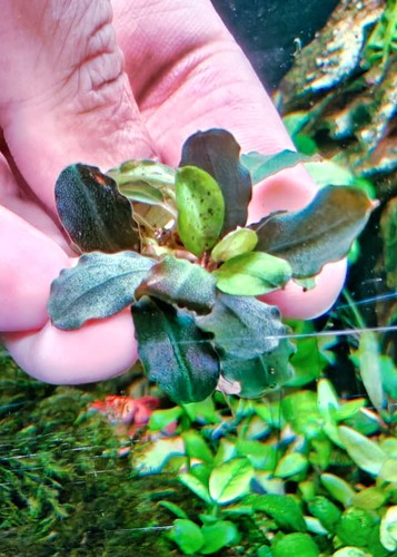 Bucephalandra helena - 🚀bucephalandra,