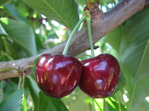 Cherry tree finest - 🍒cherry, tree🍒finest