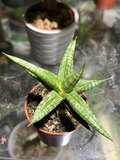Sansevieria Ballyi / Ballii