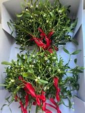 Fresh Real Mistletoe Bunches