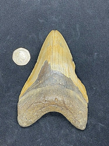 Prehistoric fossil - 4.9",