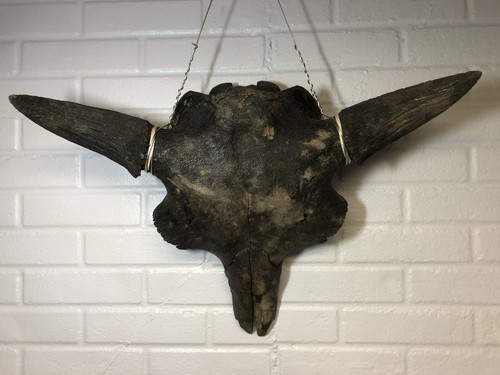 Ice age bison skull with - age, eye