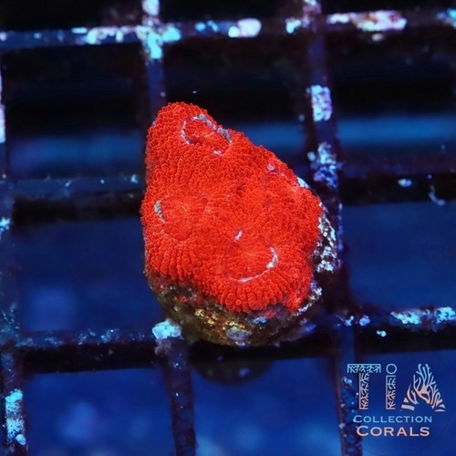 Tia lava yolk acan - yolk, wysiwyg