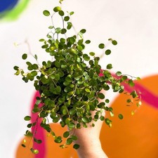 Muehlenbeckia complexa -