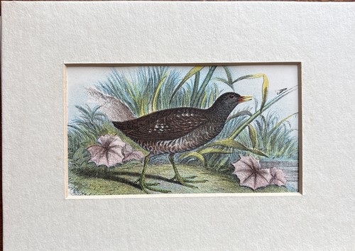Antique spotted crake - spotted,
